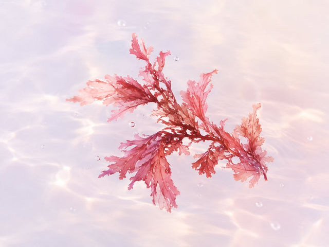 Red algae extract
